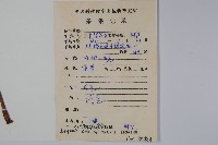 粗喙秋海棠藏品圖，第2張