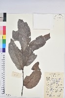 錫蘭饅頭果，香港饅頭果，大葉饅頭果，香港算盤子藏品圖，第1張