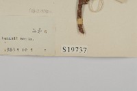 南華南蛇藤，青江藤藏品圖，第3張