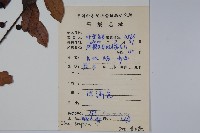 三花冬青藏品圖，第2張