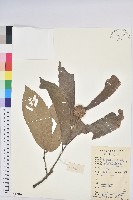 板栗藏品圖，第1張