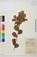 鈍齒鼠李藏品圖，第1張