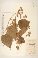 滇南千里光藏品圖，第1張