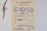 綠萼鳳仙花藏品圖，第2張