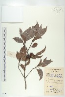 山紅柿藏品圖，第1張