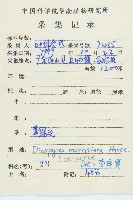 山紅柿藏品圖，第2張