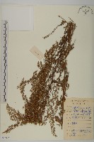 牡蒿藏品圖，第1張