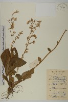 香鬼督郵藏品圖，第1張