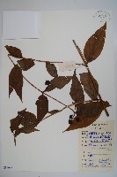 臺灣土黨參藏品圖，第1張