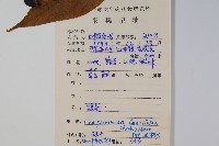 臺灣土黨參藏品圖，第2張