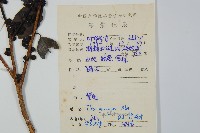 短梗冬青藏品圖，第2張