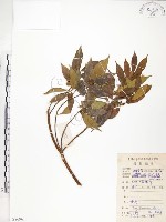 天仙果、臺灣榕藏品圖，第1張