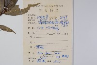 紅翅槭藏品圖，第2張