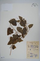 金錢豹藏品圖，第1張