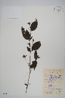 球花馬藍藏品圖，第1張