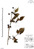 龍珠藏品圖，第1張