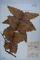 闊葉十大功勞藏品圖，第1張