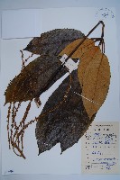 穗序鵝掌柴藏品圖，第1張