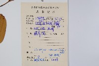 瓜馥木藏品圖，第2張