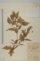 中國衛矛藏品圖，第1張