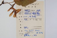 青榨槭藏品圖，第2張