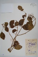 三葉五加藏品圖，第1張