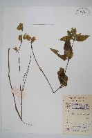 九頭獅子草藏品圖，第1張