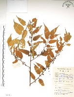 銳葉山黃麻藏品圖，第1張