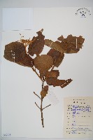 南方莢迷藏品圖，第1張