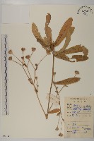 燈豎朽藏品圖，第1張