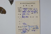 裡白忍冬、紅腺忍冬藏品圖，第2張