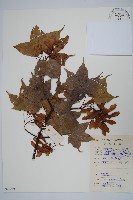 嶺南槭藏品圖，第1張