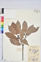 青剛櫟、鐵椆藏品圖，第1張