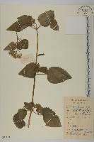 霍香薊藏品圖，第1張