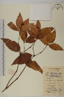 草珊瑚、紅果金粟蘭藏品圖，第1張