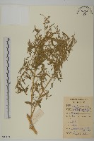 臭杏、土荊芥藏品圖，第1張