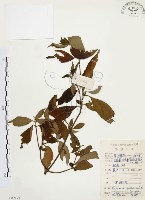 毛玉葉金花藏品圖，第1張