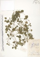 蛇莓、地莓、龍吐珠藏品圖，第1張