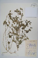 爵床、六角英藏品圖，第1張