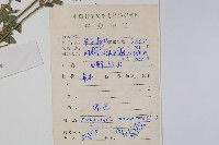 爵床、六角英藏品圖，第2張