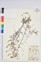 小返魂藏品圖，第1張