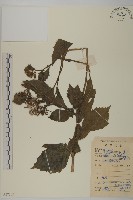 昭和草藏品圖，第1張