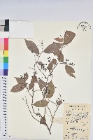 日本五月茶、南投五月茶藏品圖，第1張