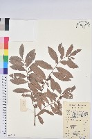 紅毛饅頭果藏品圖，第1張