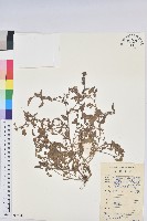 鐵莧菜藏品圖，第1張
