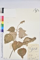 白背葉藏品圖，第1張