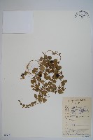 普剌特草藏品圖，第1張