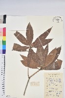 刺毛杜鵑藏品圖，第1張