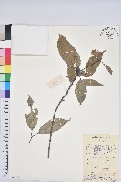 細葉青剛、黑稠、黑櫟、小葉青剛藏品圖，第1張