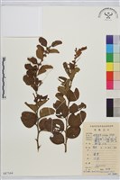 馬甲子藏品圖，第2張